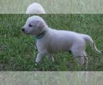 Puppy Max Anatolian Shepherd-Labrador Retriever Mix