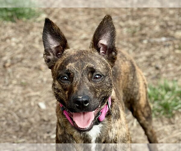 Medium Photo #4 Chihuahua-Feist Terrier Mix Puppy For Sale in Cookeville, TN, USA