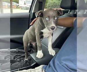 Siberian Husky Dogs for adoption in San Antonio, TX, USA