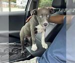 CHACHA - Female Siberian Husky Dog for Adoption - Small photo