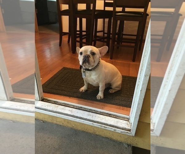 Medium Photo #6 French Bulldog Puppy For Sale in VANCOUVER, WA, USA