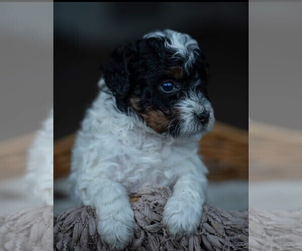 Medium Photo #1 Miniature Bernedoodle Puppy For Sale in SWAIN, NY, USA