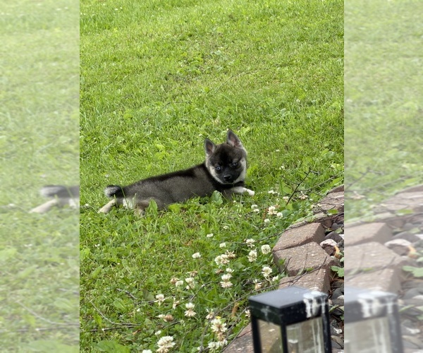 Medium Photo #12 Alaskan Klee Kai-Pomsky Mix Puppy For Sale in ATHENS, WI, USA