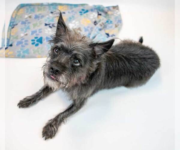 Medium Photo #5 Mutt Puppy For Sale in Kennesaw, GA, USA