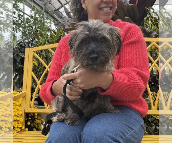 Medium Photo #2 Cairn Terrier-Unknown Mix Puppy For Sale in Sykesville, MD, USA