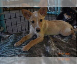Basenji-Unknown Mix Dogs for adoption in Grafton, WI, USA