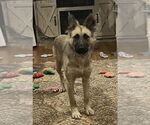Small #1 Mutt