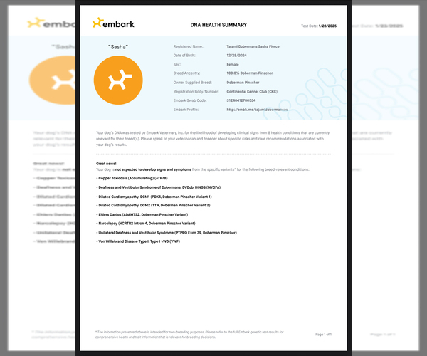 Medium Photo #1 Doberman Pinscher Puppy For Sale in RICHMOND, VA, USA