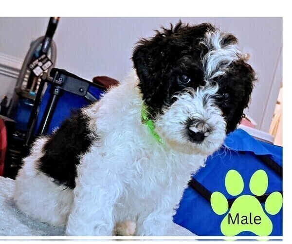 Medium Photo #1 Poodle (Standard) Puppy For Sale in SUFFOLK, VA, USA