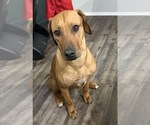 Small Photo #1 Rhodesian Ridgeback Puppy For Sale in SAN ANGELO, TX, USA