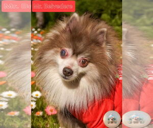 Pomeranian Dogs for adoption in Pensacola, FL, USA