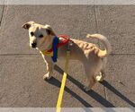 Small #1 Chiweenie