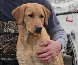 Father of the Labrador Retriever puppies born on 06/21/2022