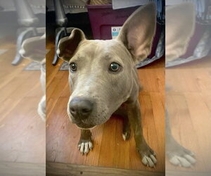 Stormy - Female American Pit Bull Terrier-Unknown Mix Dog for Adoption - Photo #15