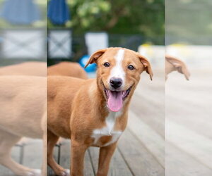 Cheese - Female Labrador Retriever-Unknown Mix Dog for Adoption - Photo #5
