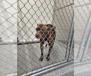 American Pit Bull Terrier-Unknown Mix Dogs for adoption in Temple, TX, USA