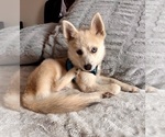Small Photo #33 Pomsky Puppy For Sale in LOVELAND, CO, USA