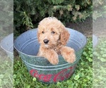 Small #2 Cockapoo (Miniature)
