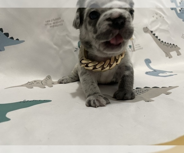 Medium Photo #17 French Bulldog Puppy For Sale in NEWARK, NJ, USA