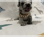 Small Photo #17 French Bulldog Puppy For Sale in NEWARK, NJ, USA
