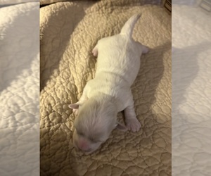 Havanese Puppy for sale in DREXEL, MO, USA