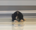 Small Photo #39 Bernedoodle-Labradoodle Mix Puppy For Sale in MILFORD, NJ, USA