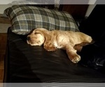 Small Photo #7 English Cocker Spaniel Puppy For Sale in BRONX, NY, USA