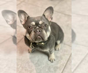Mother of the French Bulldog puppies born on 03/30/2023