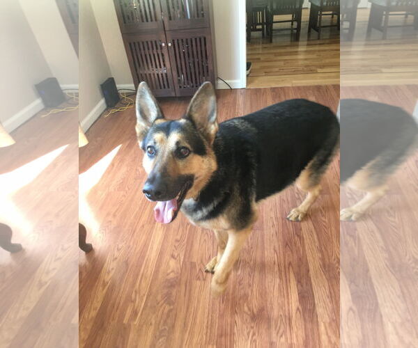 Medium Photo #6 German Shepherd Dog Puppy For Sale in Millburn, NJ, USA