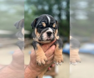 English Bulldog Puppy for sale in SAINT CHARLES, IL, USA