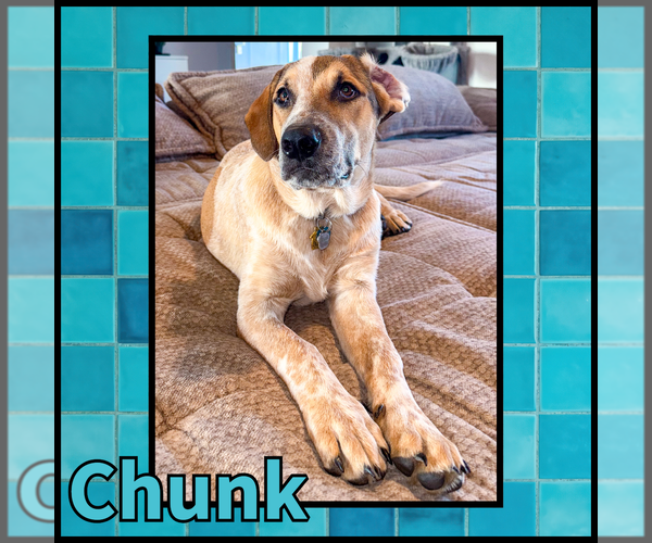 Medium Photo #4 Collie Puppy For Sale in Denton, TX, USA