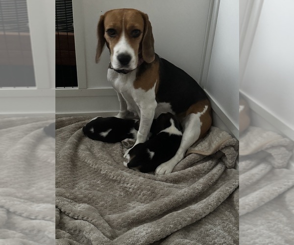 Medium Photo #1 Beagle Puppy For Sale in CHANDLER, AZ, USA