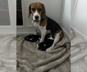 Mother of the Beagle puppies born on 03/10/2026
