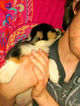Small Photo #23 Border Collie-Pembroke Welsh Corgi Mix Puppy For Sale in ORCHARD, CO, USA