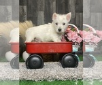 Small #4 West Highland White Terrier