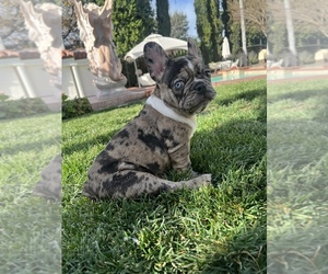 French Bulldog Puppy for sale in WHITTIER, CA, USA