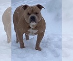 Small Photo #1 American Bully Puppy For Sale in CALUMET CITY, IL, USA