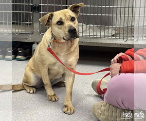 Brandice - Female Retriever -Unknown Mix Dog for Adoption - Photo #2