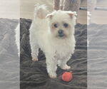 Small #3 Maltese
