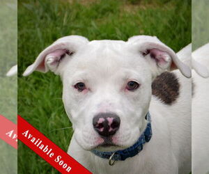 American Staffordshire Terrier-Boxer Mix Dogs for adoption in Huntley, IL, USA