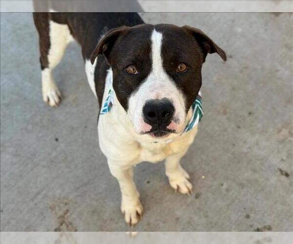 Medium Photo #2 Mutt Puppy For Sale in Tulsa, OK, USA