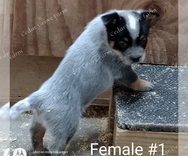 Medium Photo #1 Australian Cattle Dog Puppy For Sale in WINGATE, NC, USA