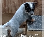 Small Photo #1 Australian Cattle Dog Puppy For Sale in WINGATE, NC, USA