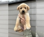 Small Photo #6 Alaskan Husky-Golden Retriever Mix Puppy For Sale in PORTLAND, OR, USA