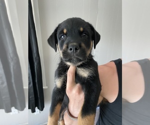 Rottweiler-Siberian Husky Mix Puppy for sale in JACKSONVILLE, FL, USA