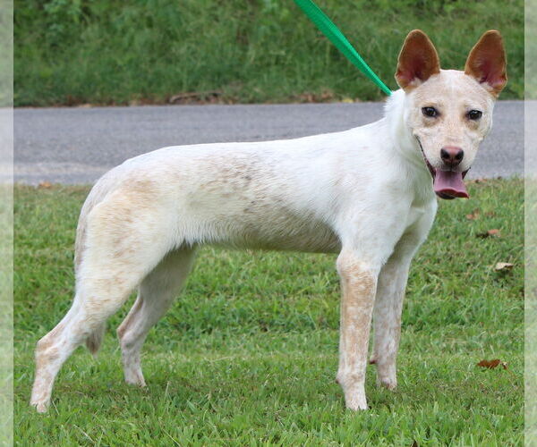 Medium Photo #3 Red Heeler-Unknown Mix Puppy For Sale in Prattville, AL, USA