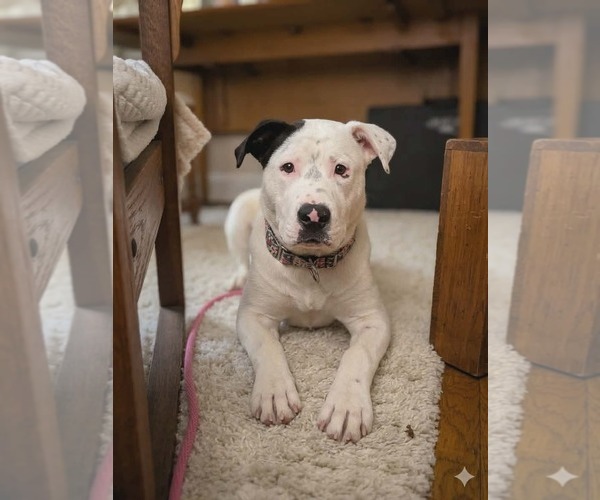 Medium Photo #11 American Bulldog-Unknown Mix Puppy For Sale in Germantown, OH, USA