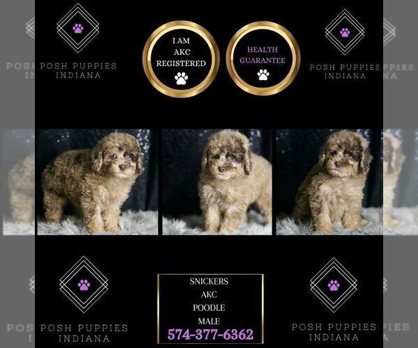 Medium Photo #134 Poodle (Toy) Puppy For Sale in WARSAW, IN, USA