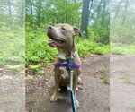 Small #1 American Pit Bull Terrier Mix