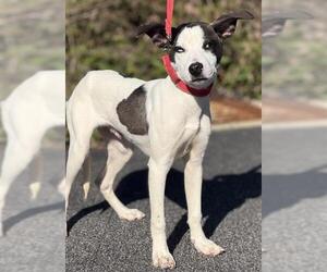 American Staffordshire Terrier-Siberian Husky Mix Dogs for adoption in Canfield, OH, USA